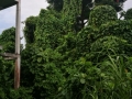 sdr